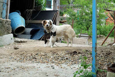 Dog in park