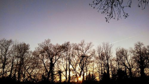 Silhouette of trees at sunset