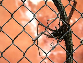 Close-up of chainlink fence