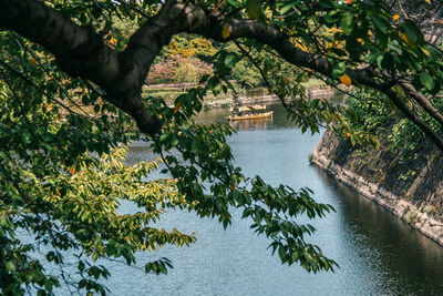 High angle view of trees by water