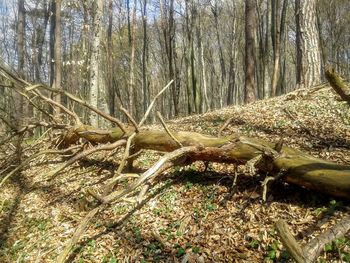 Trees in forest