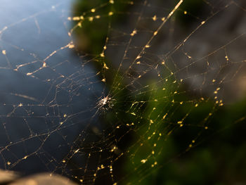 Close-up of spider web