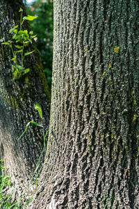 Close-up of lichen on tree trunk