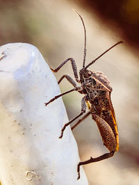 Close-up of insect