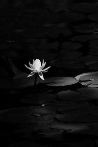 Lotus water lily in pond