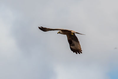 Low angle view of eagle flying against sky