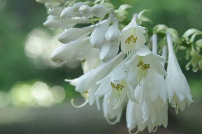 Close-up of white flowers