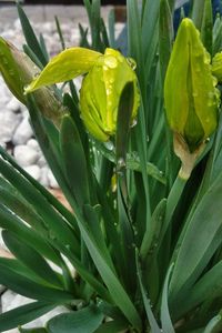 Close-up of wet plant