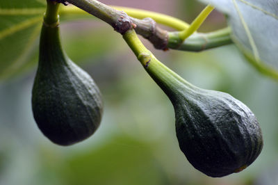 Close-up of fruit growing on tree