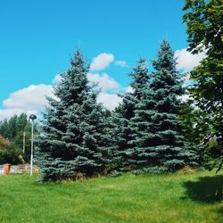 Trees on field against sky