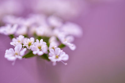 Close-up of white flowers