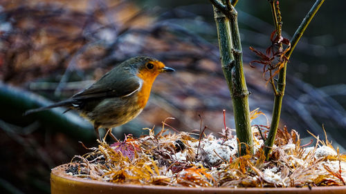 Close-up of bird perching on plant
