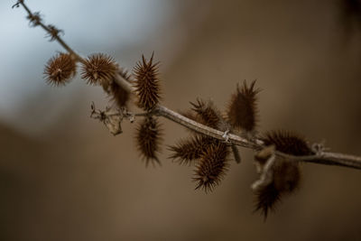 Close-up of flowering plant against tree