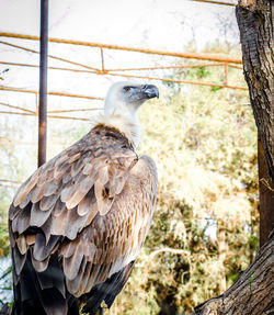 Close-up of owl perching on tree