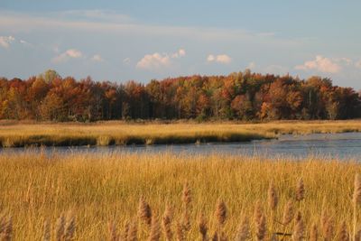 Scenic view of lake in forest against sky