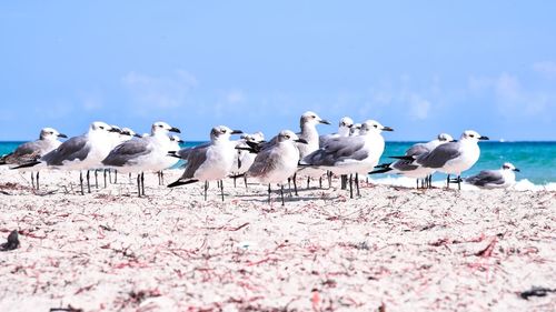 Seagulls on shore against sky