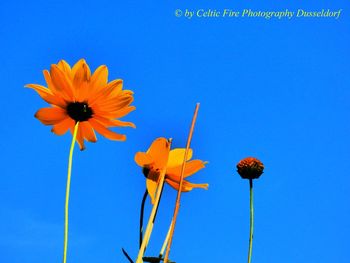 Low angle view of sunflower against blue sky