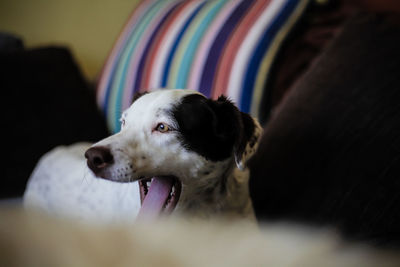Close-up of dog at home