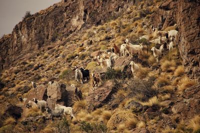 Goats on mountain