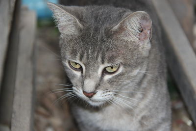 Close-up portrait of tabby cat