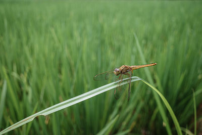 Dragonfly on grass