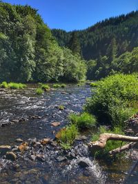 Scenic view of river in forest against sky