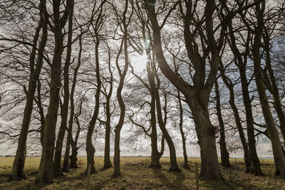 Bare trees in forest