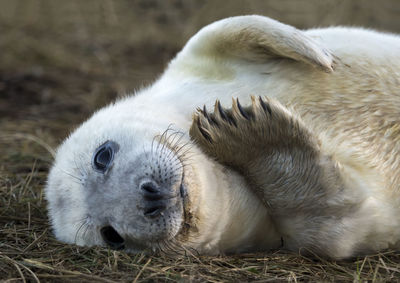 Close-up portrait of grey seal on field