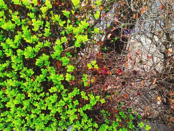 High angle view of ivy growing on tree