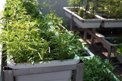 Potted plants in yard