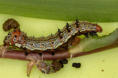 Close-up of insect on leaf