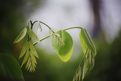 Close-up of fresh green leaves