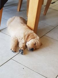 Close-up of dog lying on floor