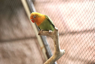 Close-up of parrot perching in cage