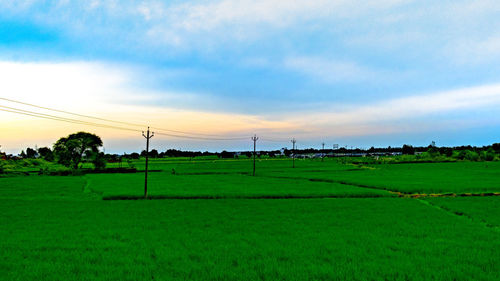 Scenic view of field against sky