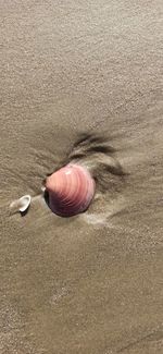 High angle view of shell on sand