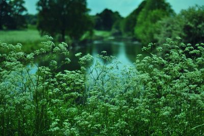 Close-up of flowers in pond