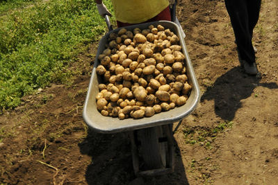 Seasonal workers helping at the potato harvest on the field