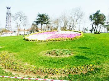 Panoramic shot of flowers in park