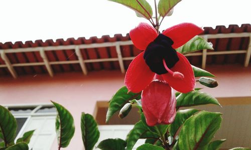 Close-up of red flowers blooming against sky