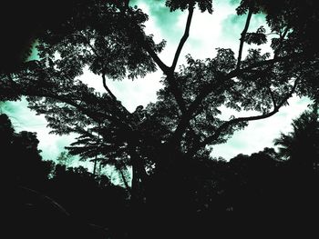 Low angle view of trees in forest against sky