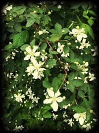 Close-up of white flowers