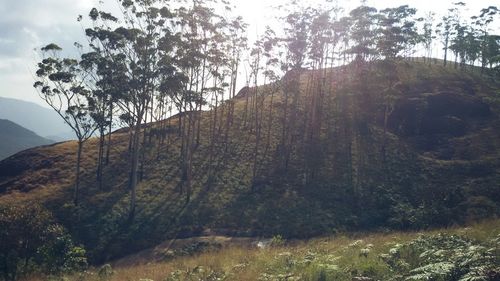 Trees on landscape against sky