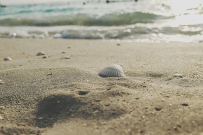 Close-up of seashell on beach