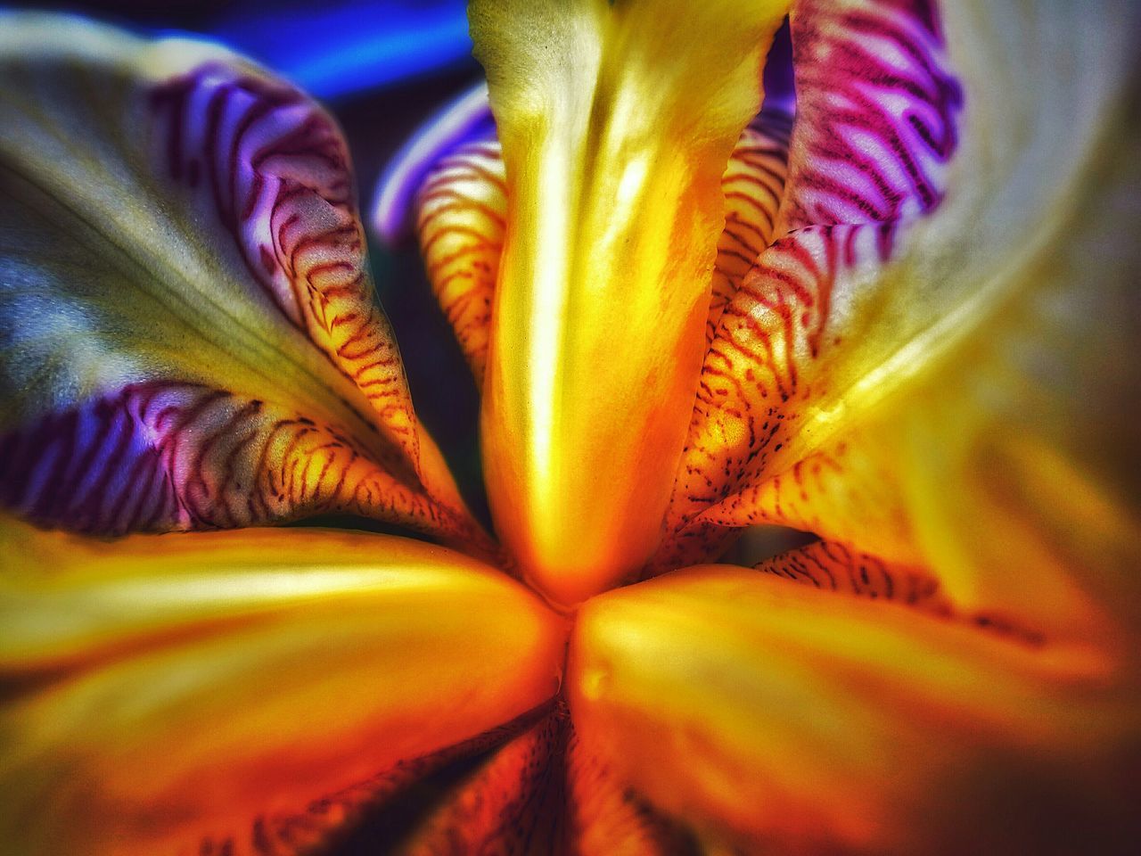full frame, backgrounds, close-up, multi colored, yellow, selective focus, textured, pattern, detail, design, extreme close-up, indoors, abstract, colorful, macro, fragility, flower, no people, extreme close up, petal