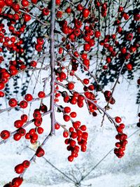 Close-up of berries growing on tree