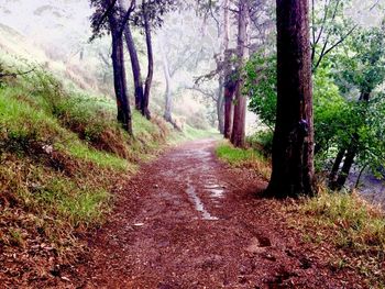 Road amidst trees in forest