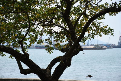 Tree by sea against sky