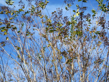 Low angle view of flowering tree against blue sky