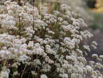 Close-up of white flowering plant